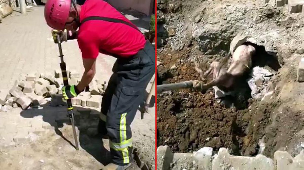 Yer altından gelen seslerin nedenini araştıran ekipler, toprağı kazınca içler acısı manzarayla karşılaştı