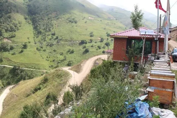 Anzer Yaylası'nda bal sağımına başlandı! Fiyatı dudak uçuklattı