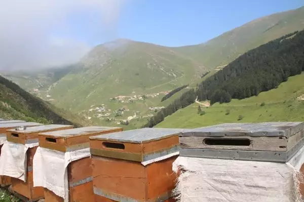 Anzer Yaylası'nda bal sağımına başlandı! Fiyatı dudak uçuklattı