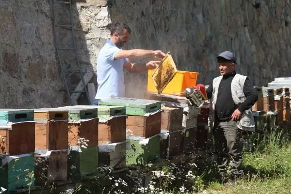 Anzer Yaylası'nda bal sağımına başlandı! Fiyatı dudak uçuklattı