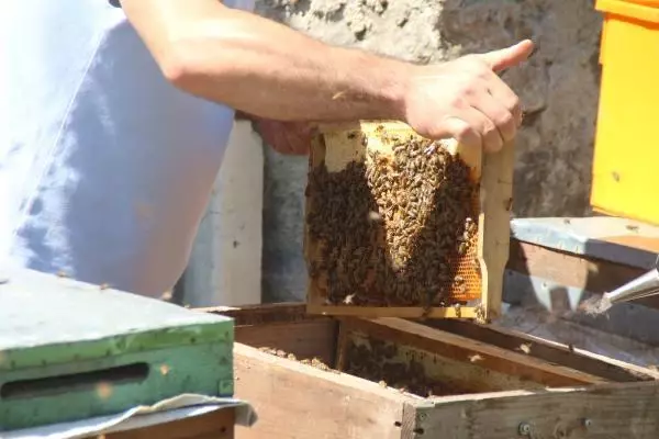 Anzer balında sağım başladı! 1 ton ön sipariş var, hastalara öncelik verilecek Anzer balında sağım başladı! 1 ton ön sipariş var, hastalara öncelik verilecek
