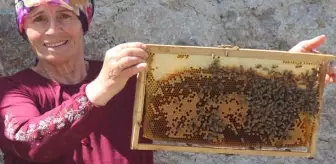 Anzer balında sağım başladı! 1 ton ön sipariş var, hastalara öncelik verilecek