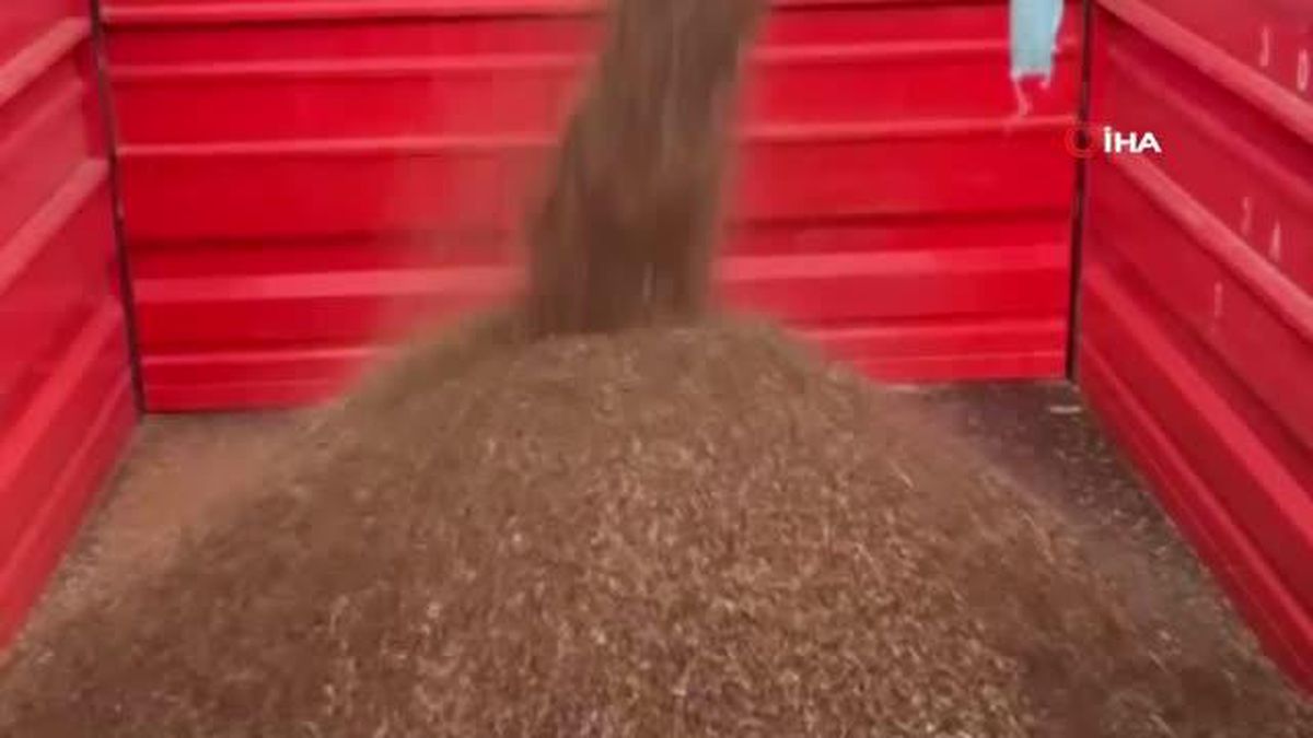 Çölyak hastalarının aradığı karabuğdayın hasadına başlandı