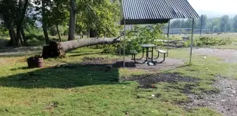 Fırtına ağaçları kökünden söktü