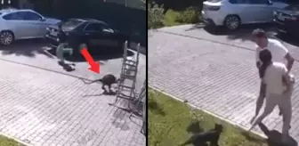 Maymun küçük çocuğu ailesinin gözü önünde kaçırmaya çalıştı