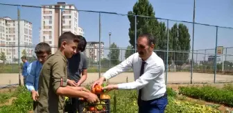 Muş genel haberi: Muş'ta okul bahçesinde yetiştirilen sebzeler, ihtiyaç sahiplerine dağıtılıyor