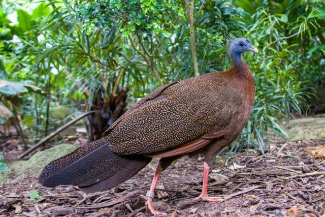 Temel içgüdü: Hayvanların inanılmaz çiftleşme yöntemleri Temel içgüdü: Hayvanların inanılmaz çiftleşme yöntemleri