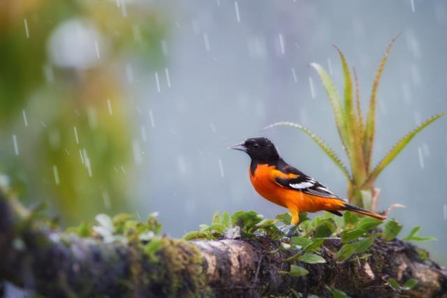 Temel içgüdü: Hayvanların inanılmaz çiftleşme yöntemleri Temel içgüdü: Hayvanların inanılmaz çiftleşme yöntemleri