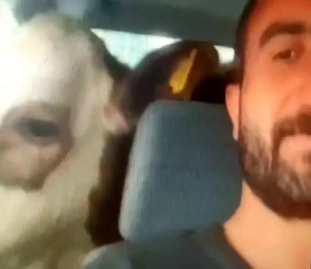 Sivaslı vatandaş buzağısını arabaya bindirip tur attırdı! Nedeni olaydan daha ilginç Sivaslı vatandaş buzağısını arabaya bindirip tur attırdı! Nedeni olaydan daha ilginç