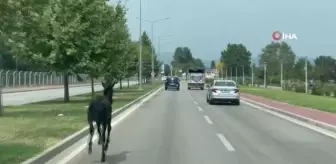 Son Dakika | Bursa'da başıboş at trafiği alt üst etti... O anlar kamerada