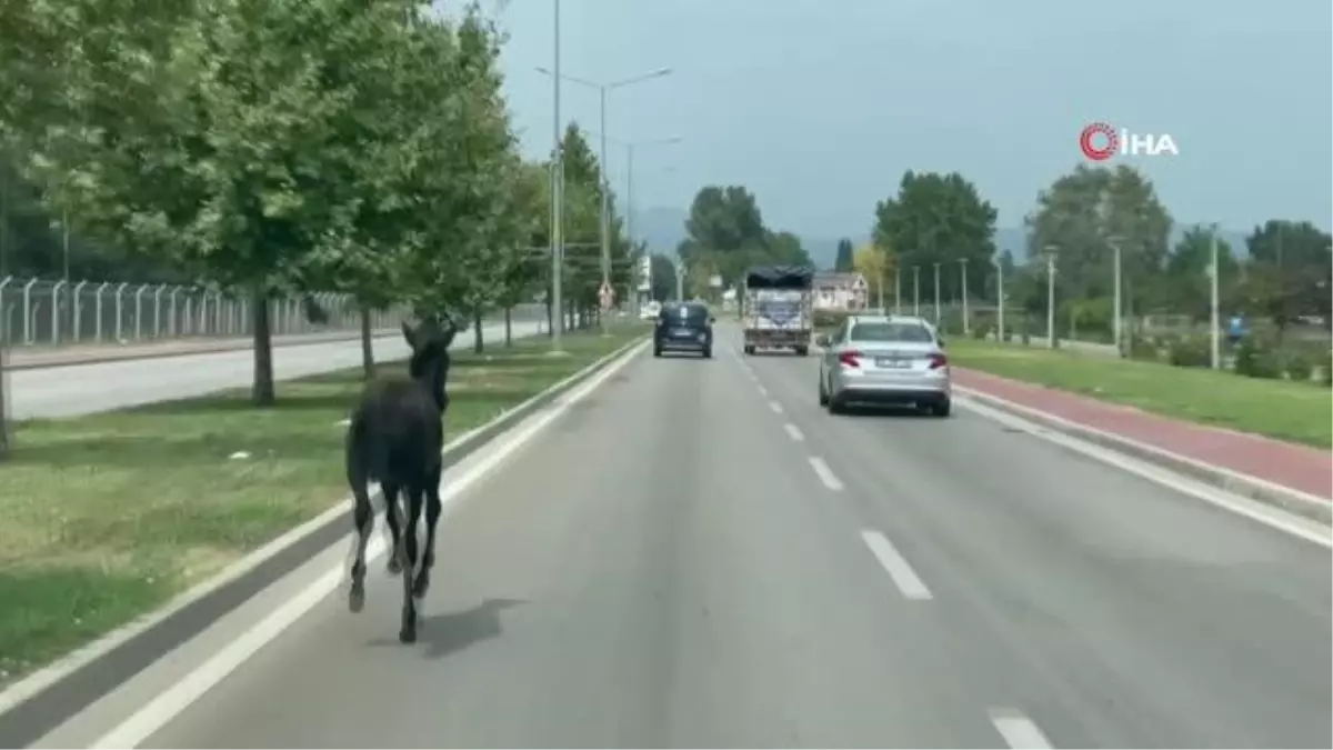 Son Dakika | Bursa'da başıboş at trafiği alt üst etti... O anlar kamerada