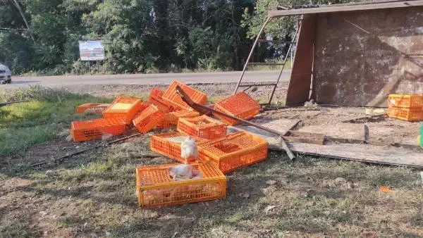 TIR devrildi, yüzlerce tavuk telef oldu