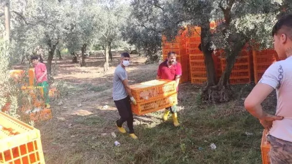 TIR devrildi, yüzlerce tavuk telef oldu