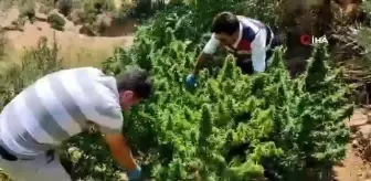 Hatay 3. sayfa haberleri... Hatay'da bir evin bahçesine ekilmiş 72 kök Hint keneviri bitkisi ele geçirildi