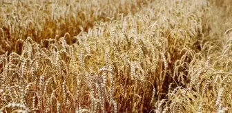 Milli Savunma Bakanlığı tahıl sevkiyatının planlandığı gibi devam ettiğini açıkladı