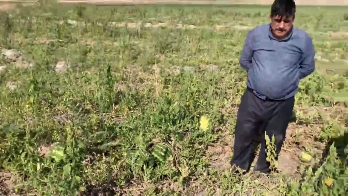 Niğde gündem haberi... Niğdeli Üretici: 'Karpuzun Fiyatı 60 Kuruşa Kimse Almıyor. Bu Yıl Karpuz Eken Seneye Karpuz Ekmesinin İmkanı Yok'