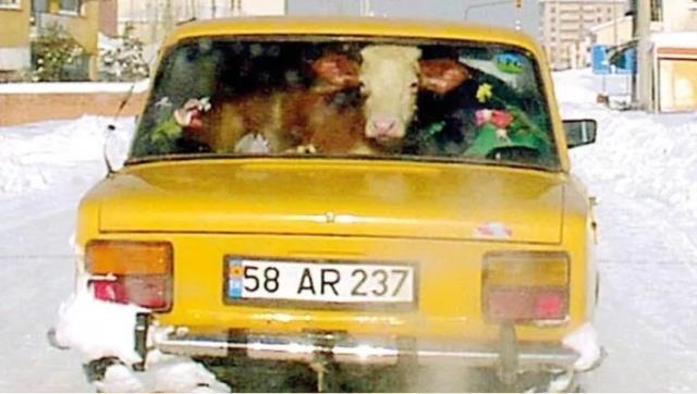 Sivaslı vatandaş buzağısını arabaya bindirip tur attırdı! Nedeni olaydan daha ilginç Sivaslı vatandaş buzağısını arabaya bindirip tur attırdı! Nedeni olaydan daha ilginç