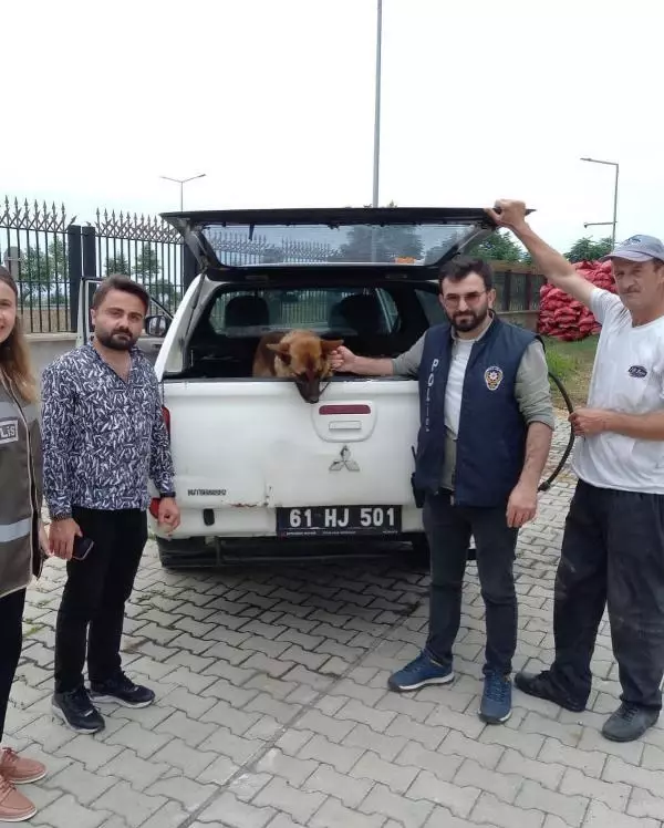 Bekçiyi ısıran köpeğe 2 gün gözaltı! Soruşturmada 'silah' olarak nitelendirildi