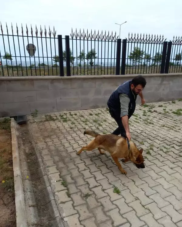 Bekçiyi ısıran köpeğe 2 gün gözaltı! Soruşturmada 'silah' olarak nitelendirildi