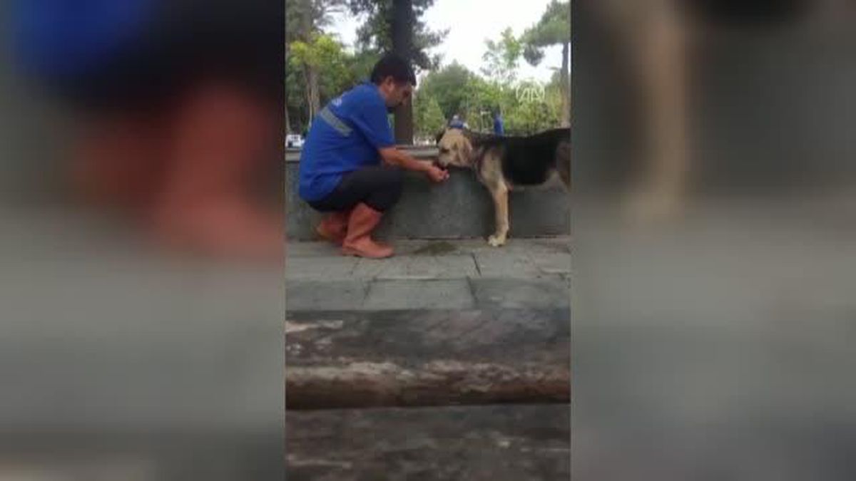 Belediye çalışanı sıcak ve susuzluktan bunalan köpeğe eliyle su içirdi
