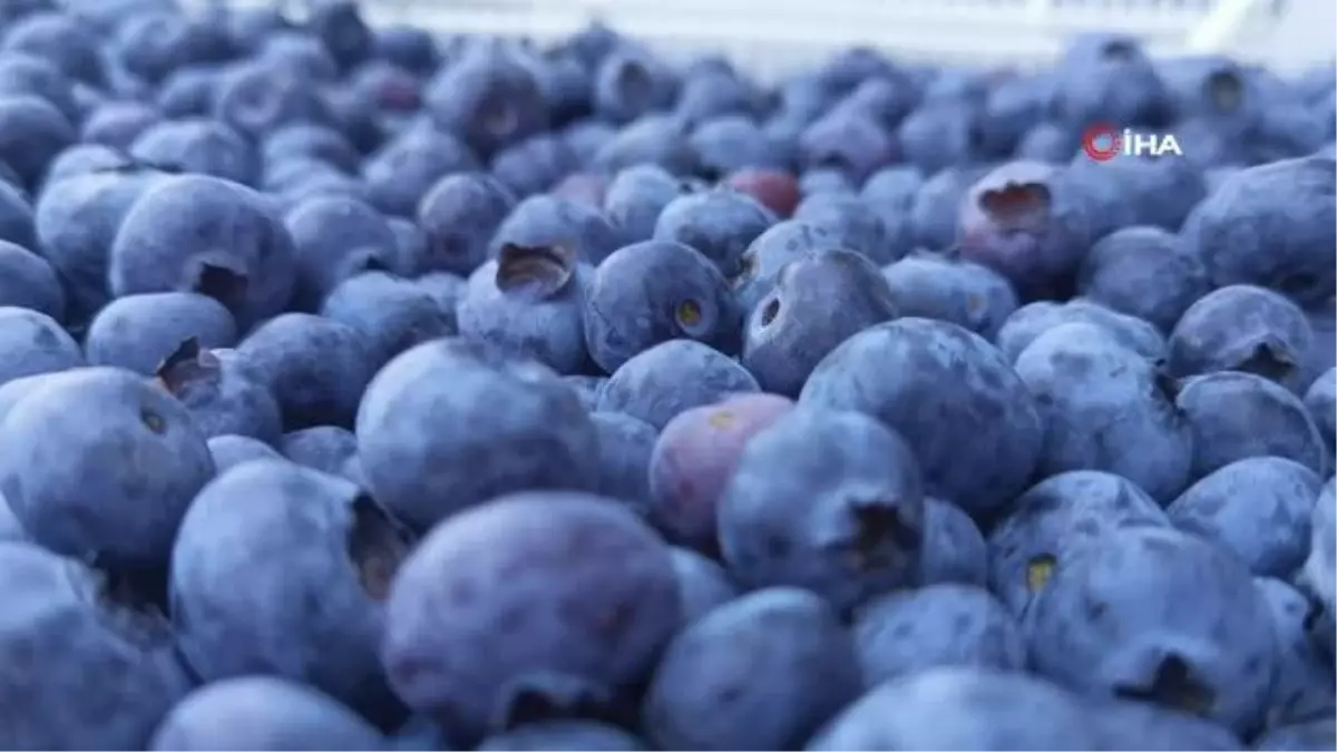 Mersin haberleri | Bursa'dan Hong Kong'a yaban mersini ihracatı
