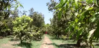 Mısır'da mango hasatı devam ediyor