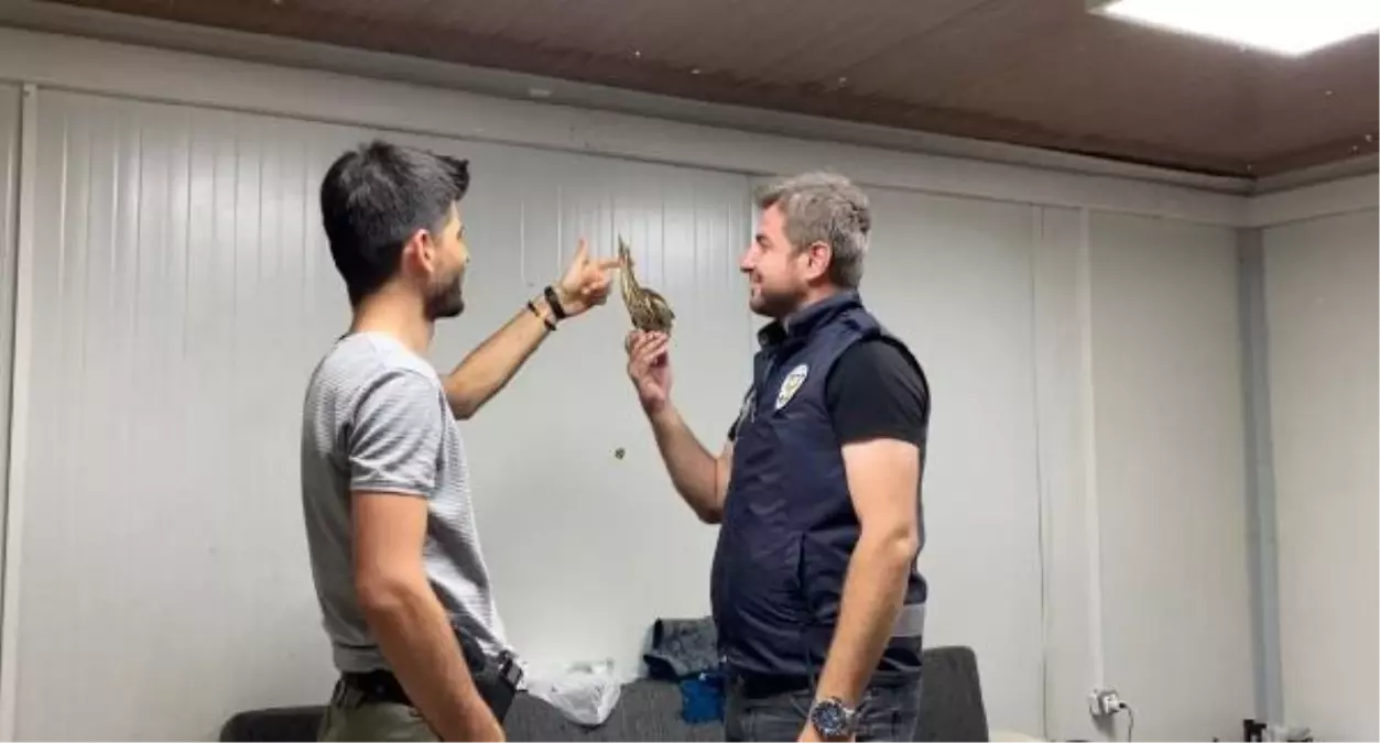 Son dakika haberi | Polis uygulama noktasına yaralı balaban kuşu düştü