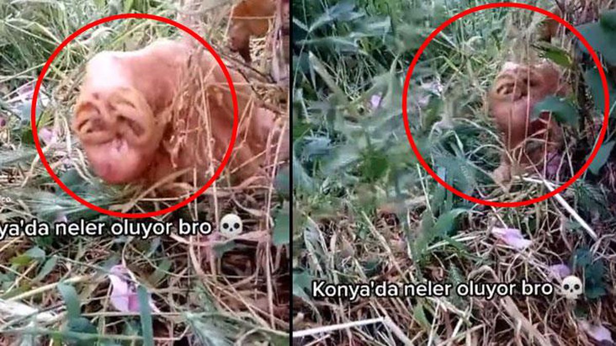 Türkiye, bu canlıyı konuşacak! Konyalı bilim insanları göreve çağrıldı