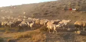 Vicdansızlığın böylesi... Hayvanlar su içmesin diye yalakları kırmışlar
