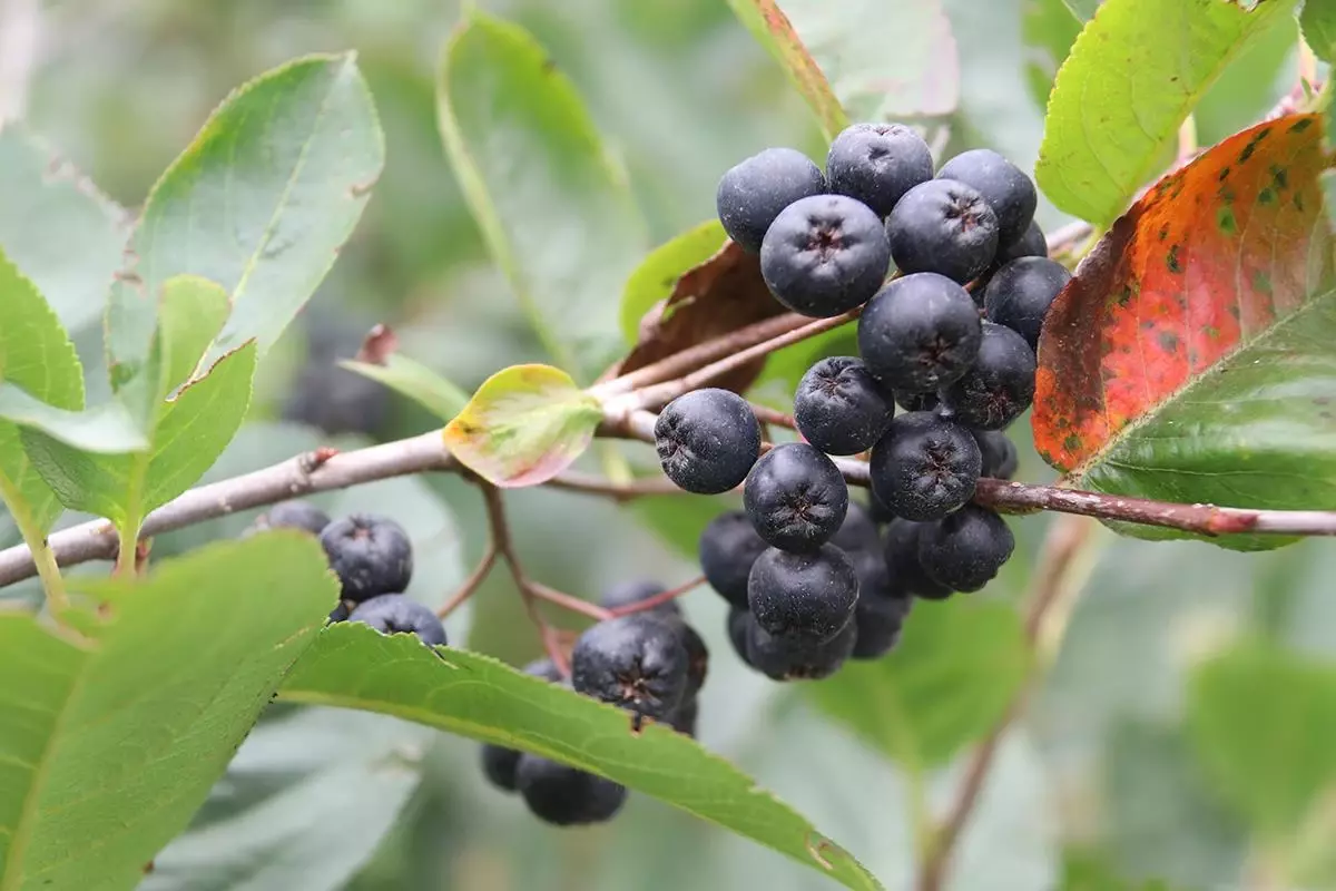 Aronya meyvesi nedir? Aronya nerede yetişir? Aronya neye iyi gelir?