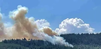 Son dakika haber... Bursa'da orman yangını