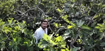 Dünyaca ünlü siyah incirde hasat başladı