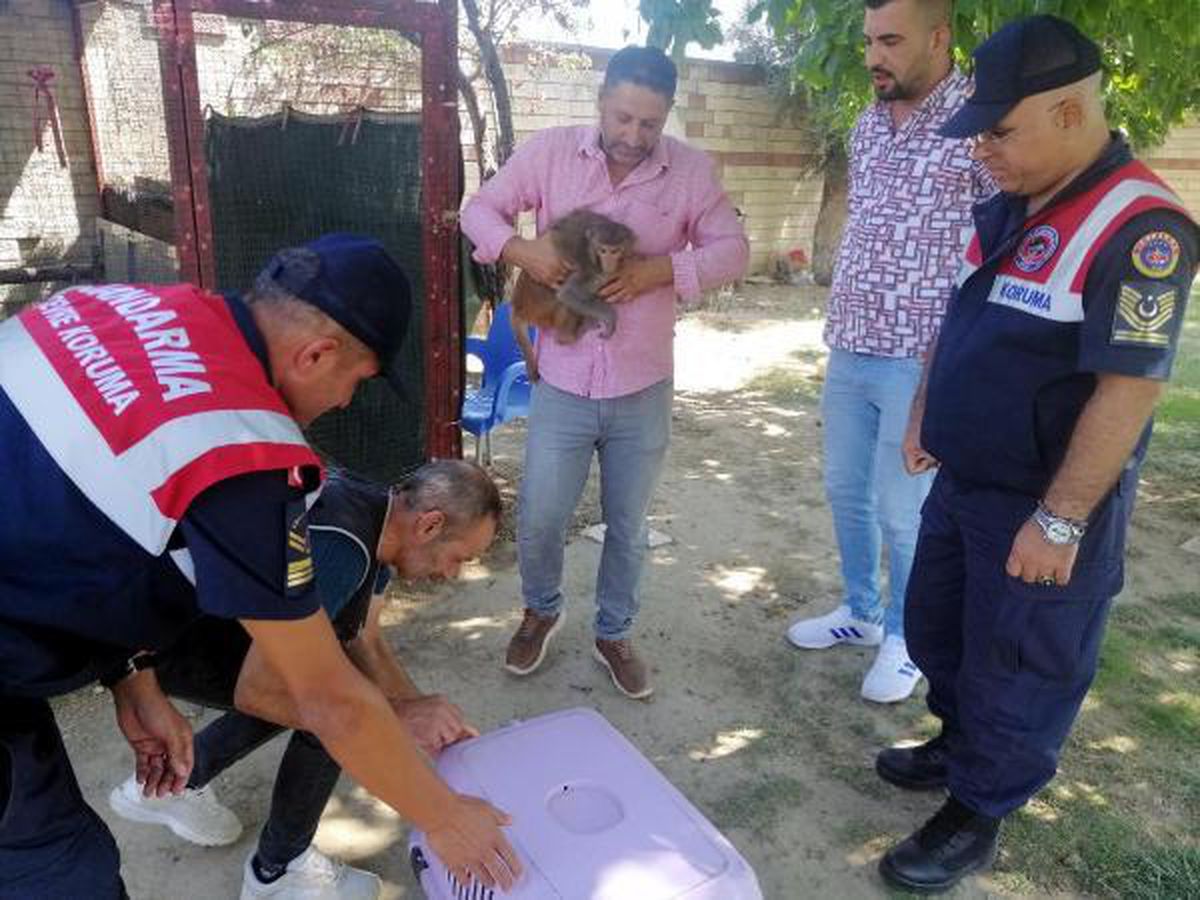 İŞ YERİNDE KAFESTE TUTULAN MAYMUN ÇOCUĞUN ELİNİ ISIRDI