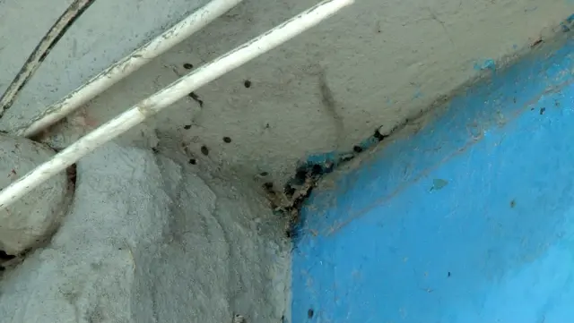 İstanbul'da bir binayı yüzlerce kene istila etti