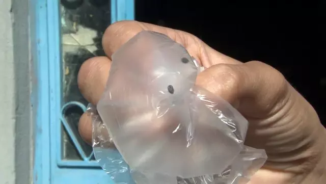 İstanbul'da bir binayı yüzlerce kene istila etti