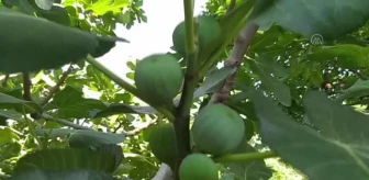 Bursa haberi! Mudanya'da Bursa siyah inciri hasadı başladı