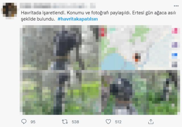 Sokakta yaşayan köpekleri hedef gösteren uygulama sosyal medyayı ayağa kaldırdı