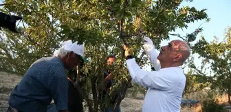 Tarım ve Orman Bakanı Kirişci, badem hasadına katıldı