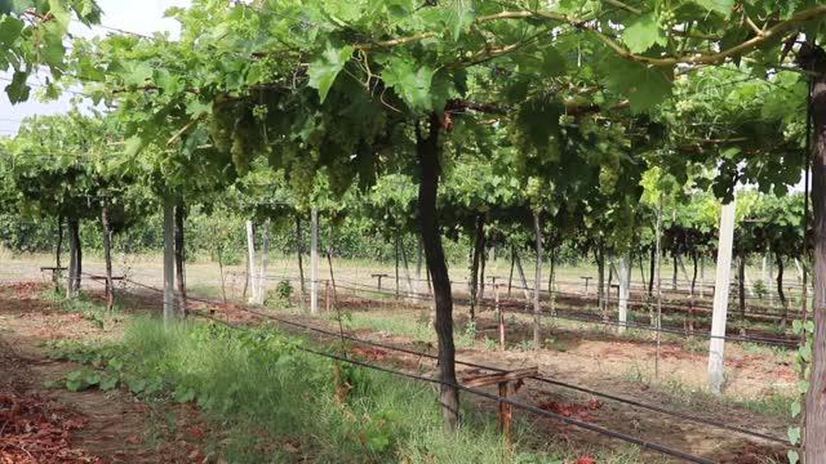 Tescilli 'Süleymanpaşa Beyazı' üzümünün yaygınlaştırılması amaçlanıyor