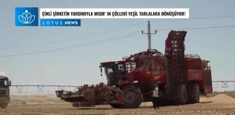 Video: Çinli Şirketin Yardımıyla Mısır'ın Çölleri Yeşil Tarlalara Dönüyor