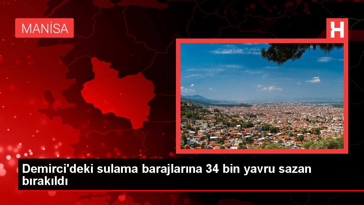 Manisa gündem haberi... Demirci'deki sulama barajlarına 34 bin yavru sazan bırakıldı