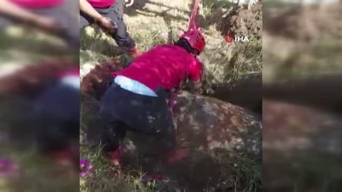 Ekipler bataklığa saplanan inek için seferber oldular