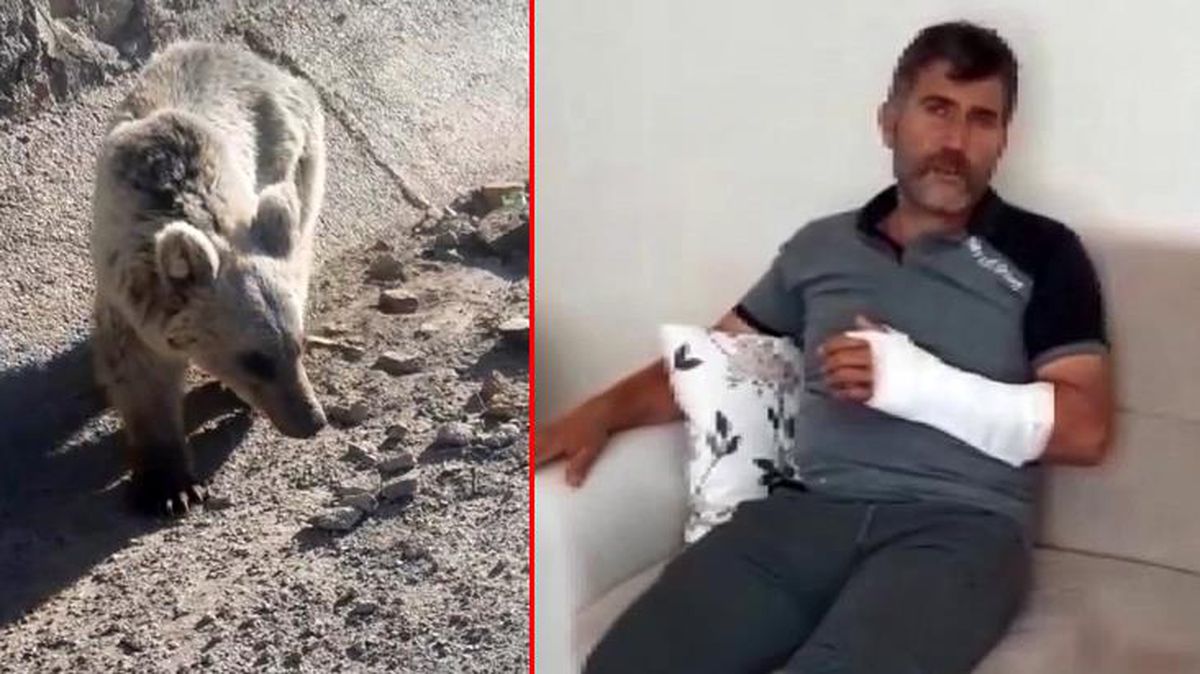 Öldü sandığı ayı saldırdı, güreşerek hayatta kaldı