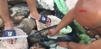 Oltaya caretta caretta yavrusu takıldı
