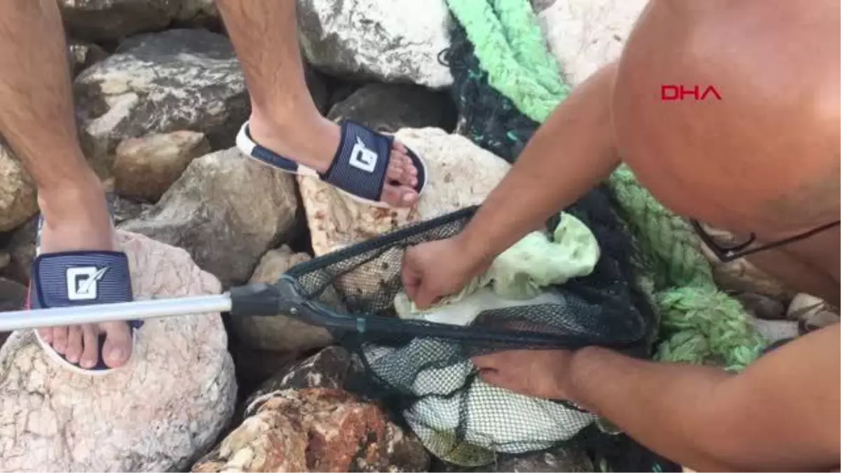 Oltaya caretta caretta yavrusu takıldı