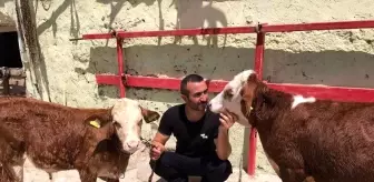 Türkiye'nin gündemine oturmuştu, psikolojisi bozulan buzağı banyo yaptı
