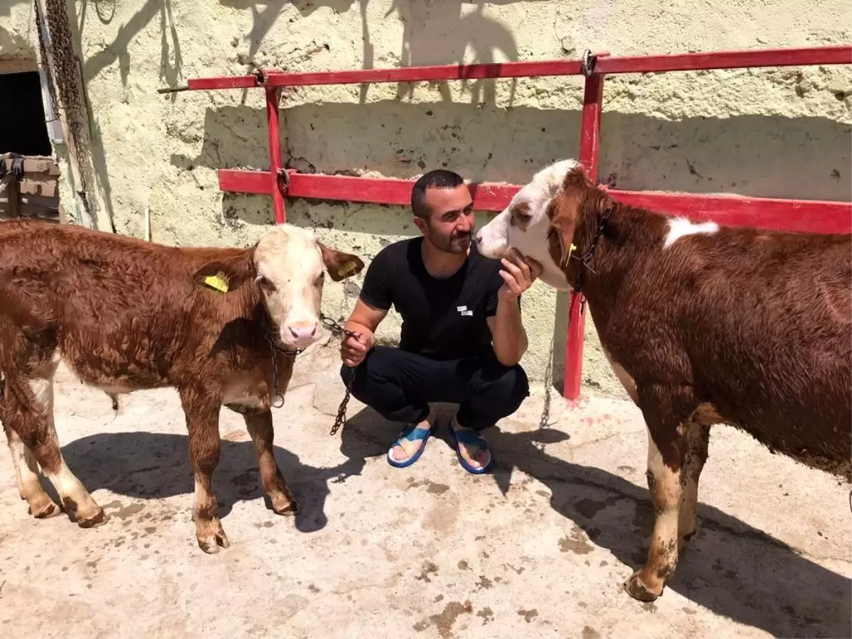 Türkiye'nin gündemine oturmuştu, psikolojisi bozulan buzağı banyo yaptı