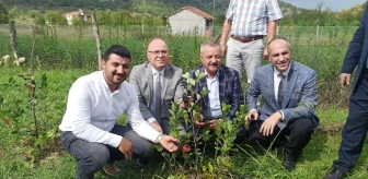 Zonguldak ekonomi haberi... Zonguldak'ta 'Aronya' meyvesinin hasadı gerçekleştirildi