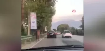 Anayolda gezen başıboş atlar tehlike saçıyor