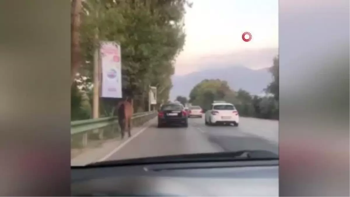 Anayolda gezen başıboş atlar tehlike saçıyor